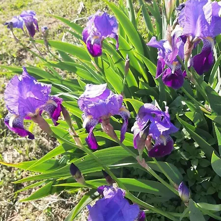 Agriturismo Grilla Alloggio per agriturismo